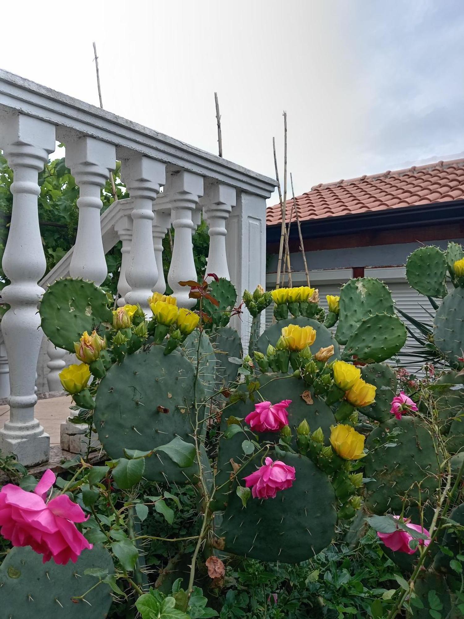 Lili Apartman Umag Kültér fotó
